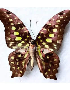 Ongeprepareerde Graphium Agamemnon