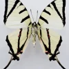 Ongeprepareerde Graphium Agetes