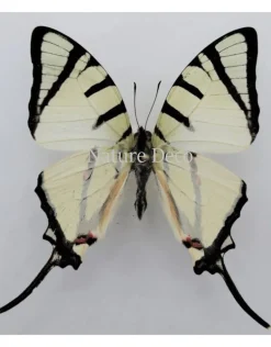 Ongeprepareerde Graphium Agetes