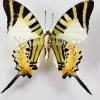 Ongeprepareerde Graphium Antiphates