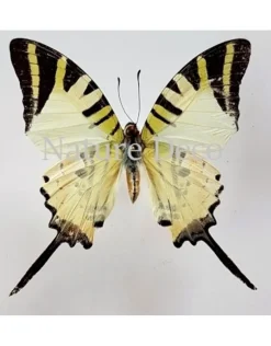 Ongeprepareerde Graphium Antiphates