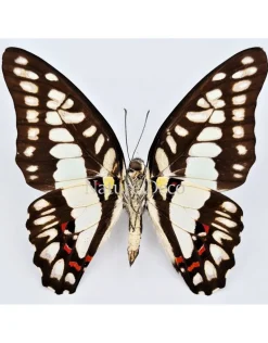 Ongeprepareerde Graphium Eurypylus Gordion