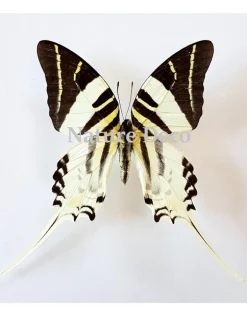 Ongeprepareerde Graphium Androcles