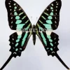 Ongeprepareerde Graphium Policenes