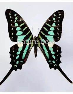 Ongeprepareerde Graphium Policenes