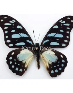 Ongeprepareerde Graphium Leonidas