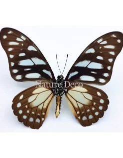 Ongeprepareerde Graphium Leonidas