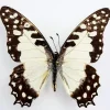 Ongeprepareerde Graphium Angolanus