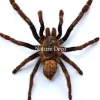 Ongeprepareerde Haplopelma Minax