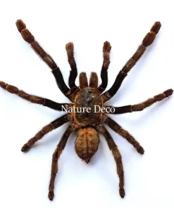 Ongeprepareerde Haplopelma Minax
