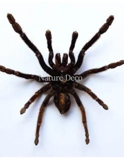 Ongeprepareerde Haplopelma Minax