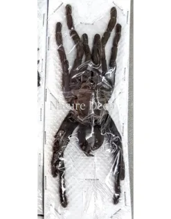 Ongeprepareerde Haplopelma Minax