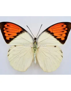Ongeprepareerde Hebomoia Glaucippe Celebensis