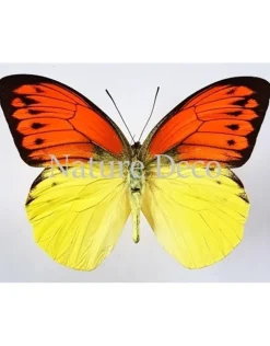 Ongeprepareerde Hebomoia Leucippe Leucippe