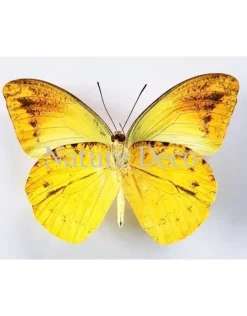 Ongeprepareerde Hebomoia Leucippe Leucippe
