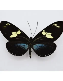 Ongeprepareerde Heliconius Doris Obscurus(blauw)