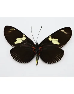 Ongeprepareerde Heliconius Doris Obscurus(blauw)