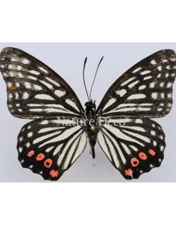 Ongeprepareerde Hestina Assimilis