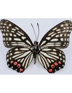 Ongeprepareerde Hestina Assimilis