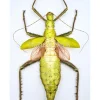 Ongeprepareerde Heteropteryx Dilatata