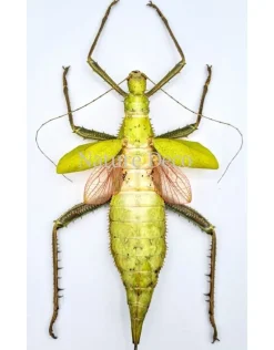Ongeprepareerde Heteropteryx Dilatata