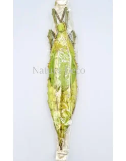 Ongeprepareerde Heteropteryx Dilatata