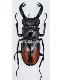Ongeprepareerde Hexarthrius Parryi Paradoxus