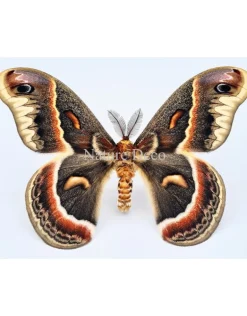 Ongeprepareerde Hyalophora Cecropia