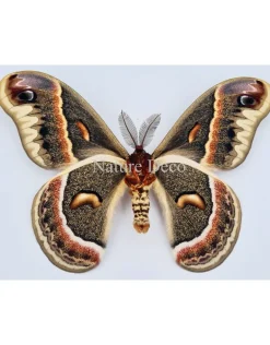 Ongeprepareerde Hyalophora Cecropia