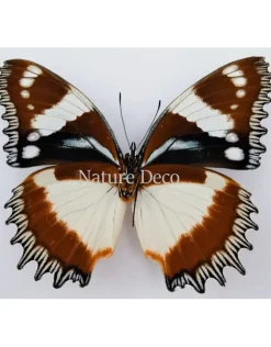 Ongeprepareerde Hypolimnas Dexithea
