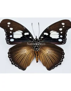 Ongeprepareerde Hypolimnas Dinarcha