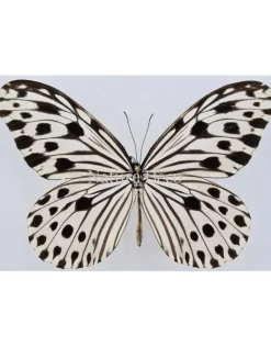 Ongeprepareerde Ideopsis Gaura
