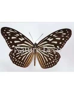 Ongeprepareerde Ideopsis Vulgaris