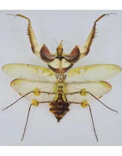 Ongeprepareerde Idolomantis diabolica (duivels bidsprinkhaan)