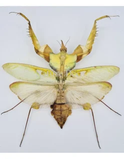 Ongeprepareerde Idolomantis diabolica (duivels bidsprinkhaan)