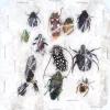 Ongeprepareerde insecten mix Madagascar