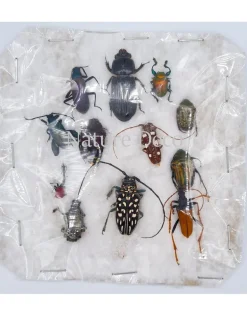 Ongeprepareerde insecten mix Madagascar