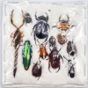 Ongeprepareerde insecten mix Indonesië