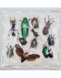 Ongeprepareerde insecten mix Indonesië