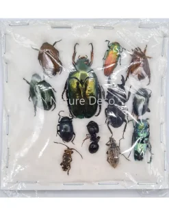 Ongeprepareerde insecten mix Indonesië