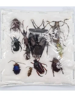 Ongeprepareerde insecten mix Indonesië