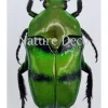 Ongeprepareerde Ischiopsopha Bifasciata