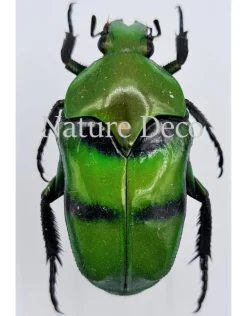 Ongeprepareerde Ischiopsopha Bifasciata