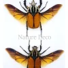 Ongeprepareerde koppel Mecynorrhina Oberthuri Unicolor