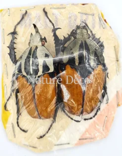 Ongeprepareerde koppel Mecynorrhina Oberthuri Unicolor