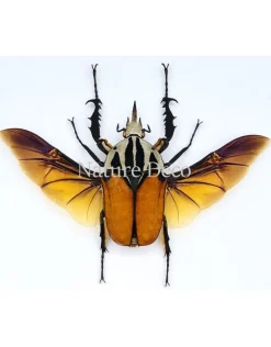 Ongeprepareerde koppel Mecynorrhina Oberthuri Unicolor