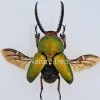 Ongeprepareerde Lamprima Adolphinae