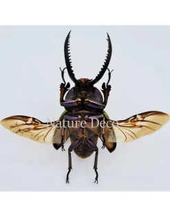 Ongeprepareerde Lamprima Adolphinae
