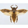 (On)geprepareerde Lethocerus Indicus vliegend