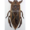 (On)geprepareerde LethocerusIndicus (waterkever)